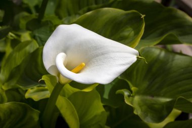Calla Palustris Kala Cala Gala Beyaz Çiçek