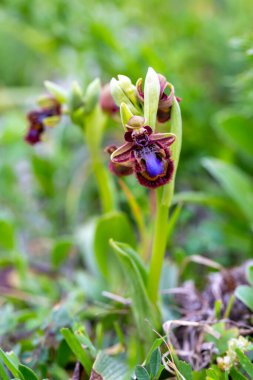 Vahşi orkide, bilimsel isim; Ophrys speculum