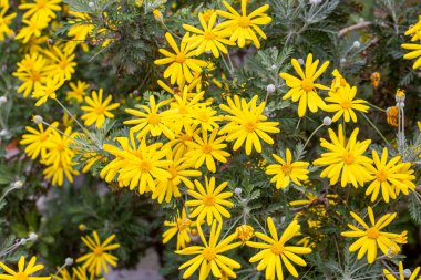 Sarı papatya çalısı, bilimsel isim; Euryops pectinatus