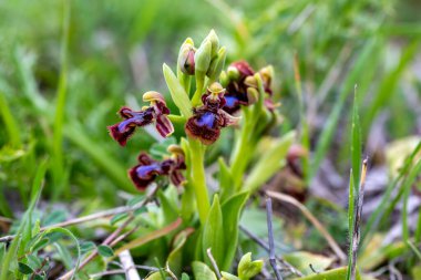 Vahşi orkide, bilimsel isim; Ophrys speculum