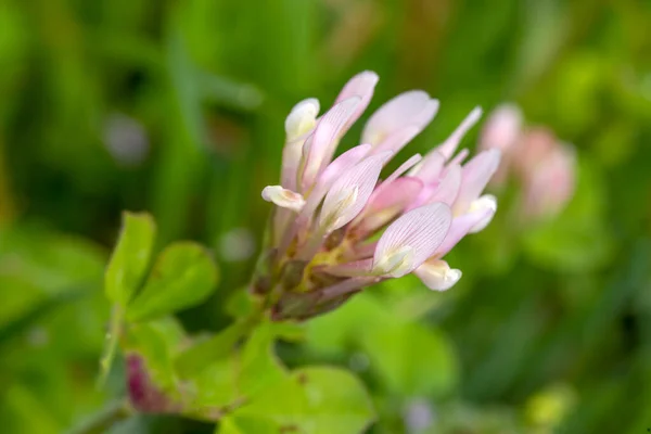 stock image Wild flower, scientific name; Trifolium clypeatum