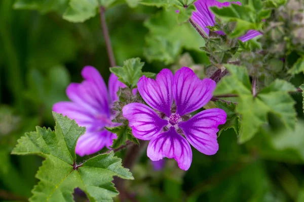 Volně Rostoucí Květ Vědecké Jméno Malva Sylvestris — Stock fotografie