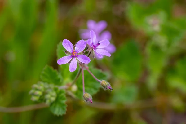 Wild Flower Nature Scientific Name Erodium Malacoides — стоковое фото