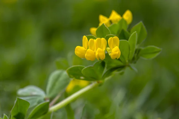 Flor Amarilla Naturaleza Nombre Científico Lotus Ornithopodioides — Foto de Stock