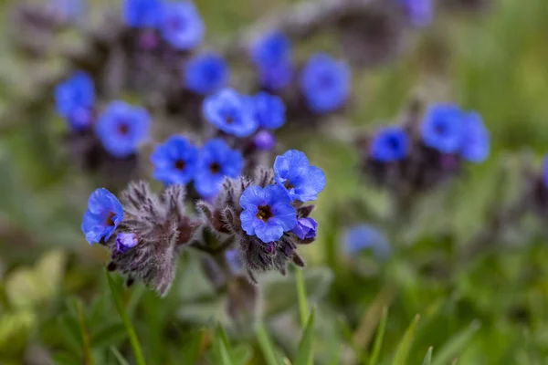 自然の中で野生の植物は青い色を咲かせました Alkanna Matthioli — ストック写真