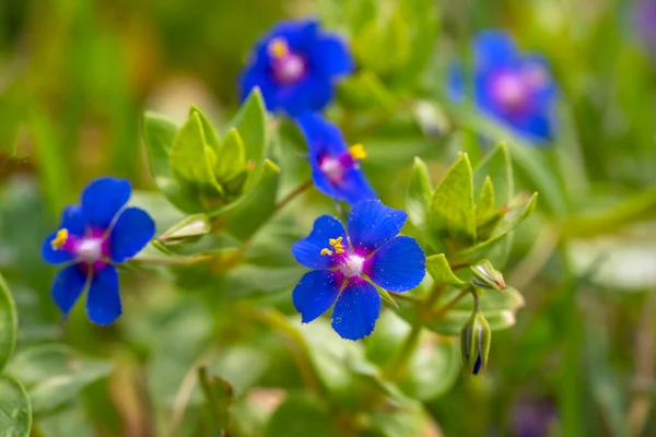 Flor Silvestre Color Azul Nombre Científico Lysimachia Foemina —  Fotos de Stock