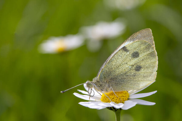 A white butterfly on a daisy. Scientific name; Pieris rapae