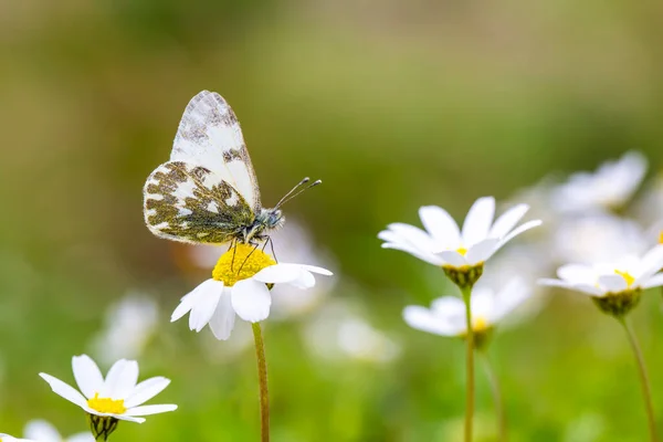 Piękny Motyl Wiosennym Kwiatku Nazwa Naukowa Pontia Edusa Eastern Bath — Zdjęcie stockowe