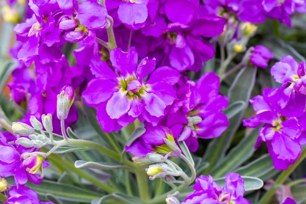 Flor Púrpura Jardín Nombre Científico Matthiola Incana — Foto de Stock