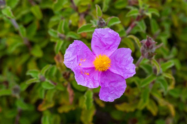 ラデン科のシスタス属を構成する白またはピンクの花を持つ植物種です — ストック写真