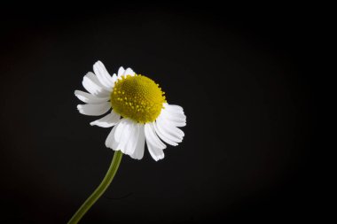 Siyah arkaplanda izole edilmiş beyaz papatya çiçeği