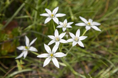 Ornithogalum umbellatum. Doğal ortamlarında yabani çiçekler.