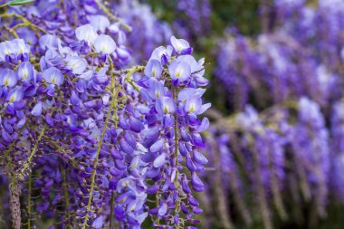 Mor çiçeklerin seçici odak noktası olan Wisteria sinensis veya Mavi Yağmur, Çin sallanan ırklarda sallanan kokulu çiçek sapları ve kütleleri ile bezelye familyasının çiçek açan türleridir..