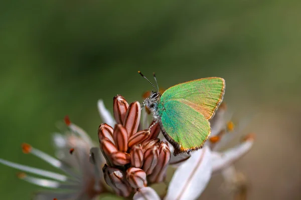 Szmaragd Callophrys Rubi Gatunek Motyla Rodziny Chomikowatych Nazwa Turecka Zumrut — Zdjęcie stockowe
