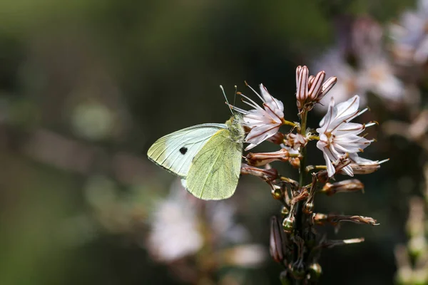 Papillon Dans Nature Pieris Brassicae — Photo