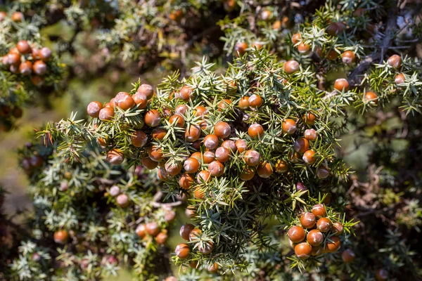 Junípero Com Frutos Maturação Juniperus Oxycedrus — Fotografia de Stock