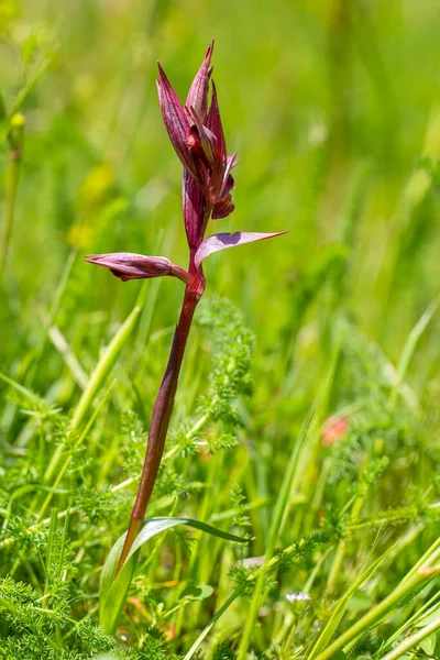 Beautiful Wild Orchid Flowers Serapias Lingua — Stock Photo, Image