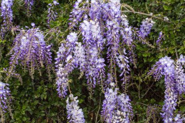 Mor çiçeklerin seçici odak noktası olan Wisteria sinensis veya Mavi Yağmur, Çin sallanan ırklarda sallanan kokulu çiçek sapları ve kütleleri ile bezelye familyasının çiçek açan türleridir..