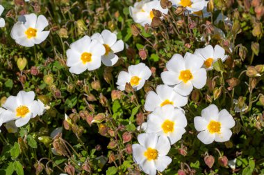 Kistaceae familyasının Kistus cinsini oluşturan beyaz veya pembe çiçekli bir bitki türüdür..