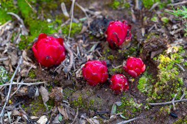 Cytinus ruber, çiçeklerin her birinin dört yaprağı vardır ve çiçek açtığında, bitki bir meyve üretir..