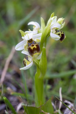 Vahşi orkide; Bilimsel isim; Ophrys umbilicata