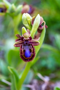 Vahşi orkide, bilimsel isim; Ophrys speculum