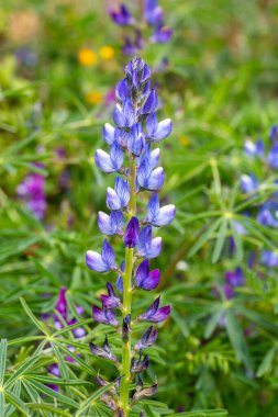 Yıllık mavi lupin lupinus angustifolius 'un tohum kapsülüyle yayılan bir tarlada büyümesi kış sonlarına doğru renk katar. Doğal odaklanmamış arkaplan.