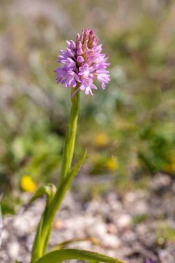 Vahşi orkide, Bilimsel isim; Anacamptis Piramitleri