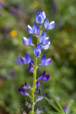 Yıllık mavi lupin lupinus angustifolius 'un tohum kapsülüyle yayılan bir tarlada büyümesi kış sonlarına doğru renk katar. Doğal odaklanmamış arkaplan.