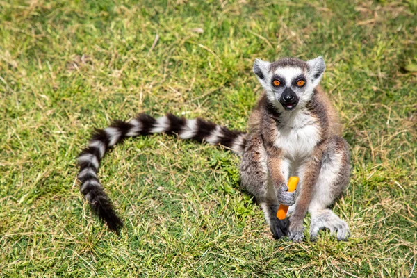 Roztomilý Lemur Mrkev Rhodesova Farma Zoologická Zahrada — Stock fotografie