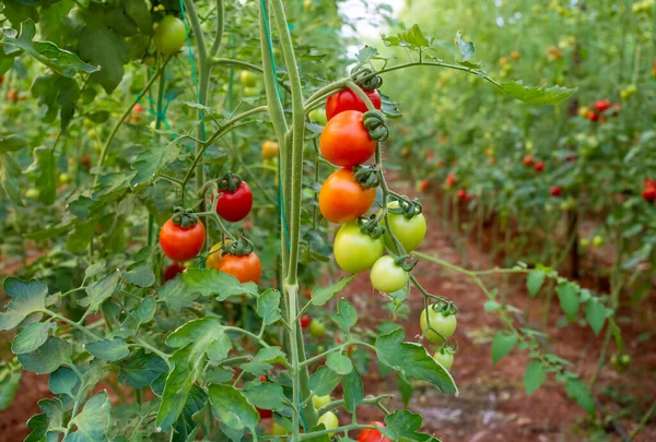 Turquía Antalya Agricultura Invernadero Tomates Campo Tomates — Foto de Stock
