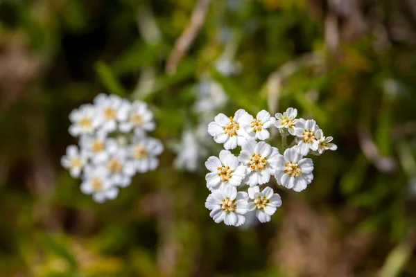 stock image Wild plant; scientific name; Achillea nobilis or Achillea erba - rotta