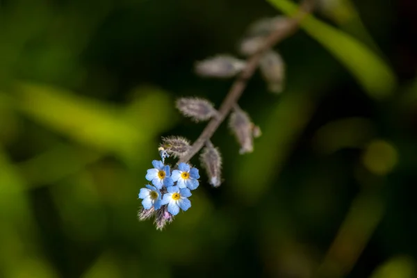 野生の青い花を持つ植物 Myosotis StrictaまたはMyosotis Ramossima — ストック写真