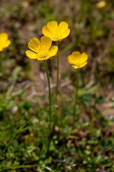 ランヌクラス パルドゥソスジャージー バターカップ 春に撮影された植物 — ストック写真