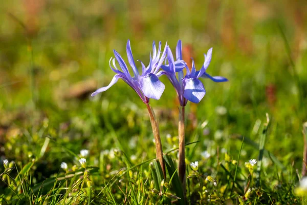 Wild Flower Scientific Name Moraea Sisyrinchium — Stock Photo, Image