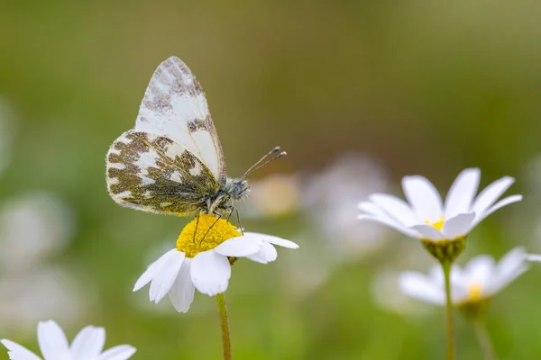 Piękny Motyl Wiosennym Kwiatku Nazwa Naukowa Pontia Edusa Eastern Bath — Zdjęcie stockowe