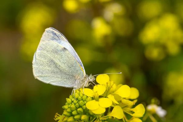 Papillon Blanc Sur Une Marguerite Nom Scientifique Pieris Rapae — Photo