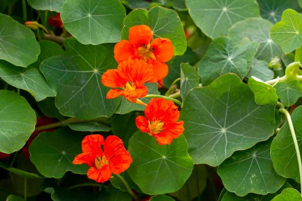 Orange Nasturtium Flower Tropaeolum Majus Edible Makes Attractive Ground Cover — Stock Photo, Image