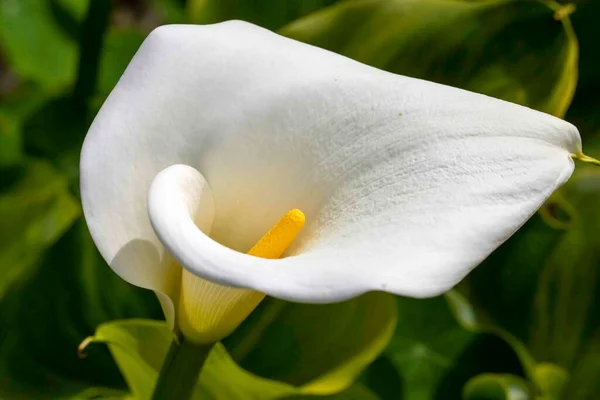 Calla Palustris Kala Cala Gala Fiore Bianco — Foto Stock