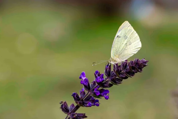 Biały Motyl Kwiatku Nazwa Naukowa Pieris Rapae — Zdjęcie stockowe