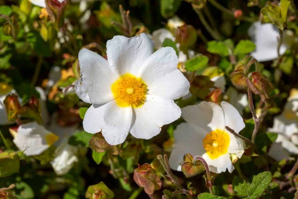 Laden Plant Species White Pink Flowers Make Cistus Genus Cistaceae — Stock Photo, Image