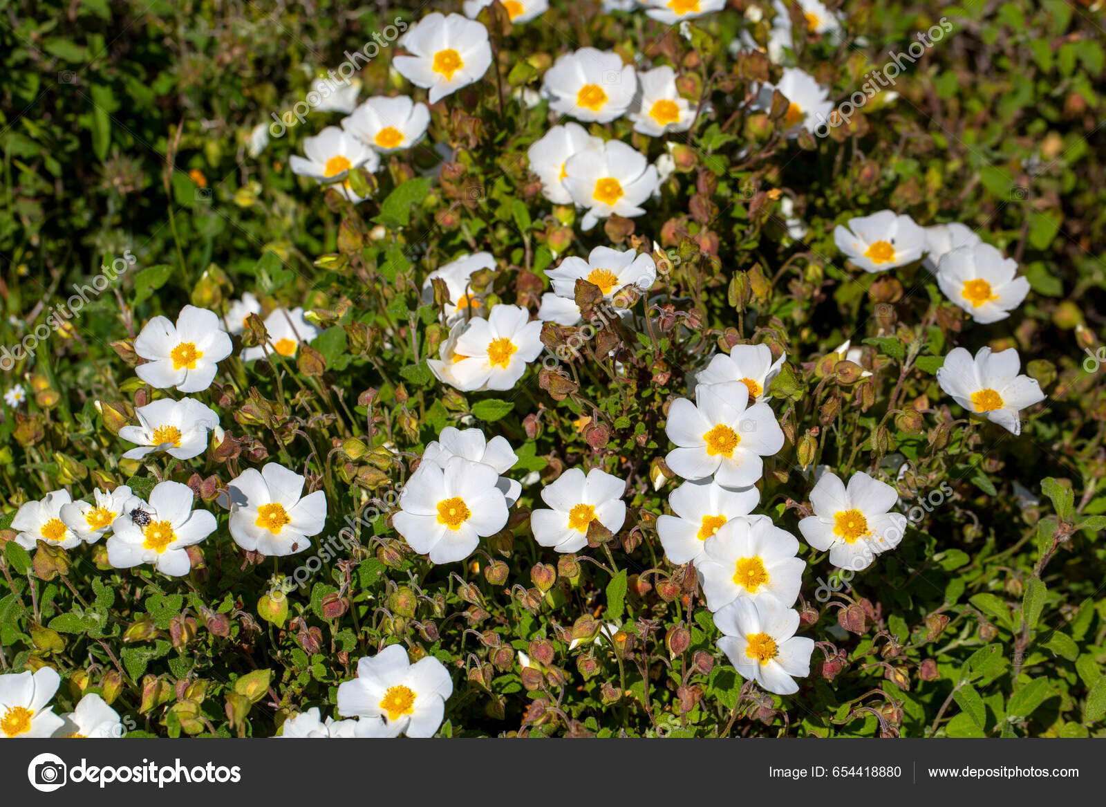 菊科植物是一种植物有白色或粉红色的花构成菊科的菊属——图库图片© EsinDeniz #654418880
