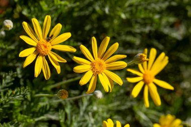 Sarı papatya çalısı, bilimsel isim; Euryops pectinatus
