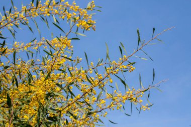 Yabani bitkiler ve çiçekler; bilimsel isim; Akasya retinodları. Fotoğraf çekimi yeri; İzmir - Türkiye