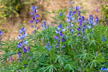 Yıllık mavi lupin lupinus angustifolius 'un tohum kapsülüyle yayılan bir tarlada büyümesi kış sonlarına doğru renk katar. Doğal odaklanmamış arkaplan.