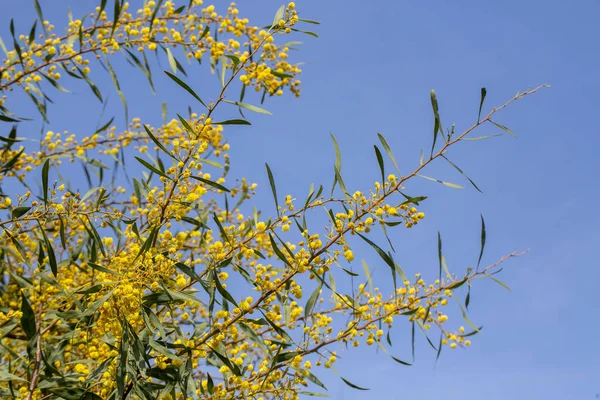 Plantele Florile Sălbatice Denumirea Științifică Acacia Retinode Locația Fotografiei Izmir — Fotografie, imagine de stoc