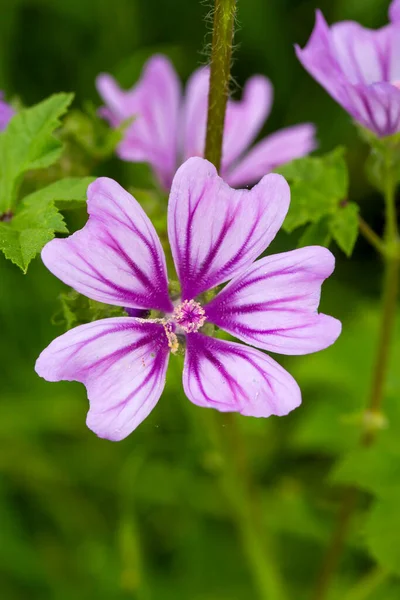 Wild Flower Scientific Name Malva Sylvestris — Stock Photo, Image
