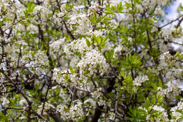 Kvetoucí Divoký Strom Vědecký Název Prunus Mahaleb Nebo Pyrus Spinosa — Stock fotografie