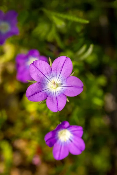 Flor Silvestre Nombre Científico Legusia Pentagonia —  Fotos de Stock