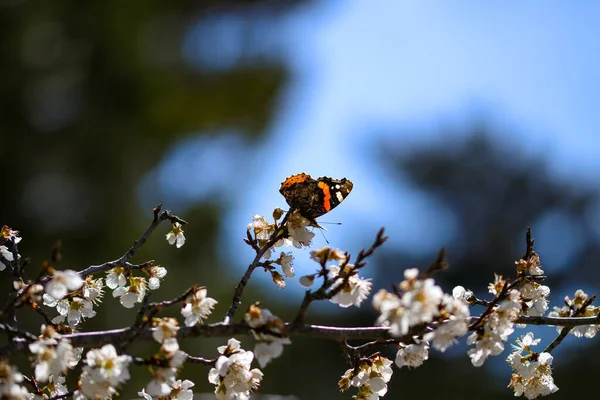 Bahar Mevsiminde Çiçek Açan Bir Ağaçtaki Kelebek Bilimsel Adı Vanessa — Stok fotoğraf